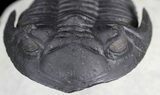Well Prepared, Hollardops Trilobite - Great Eyes #36015-2